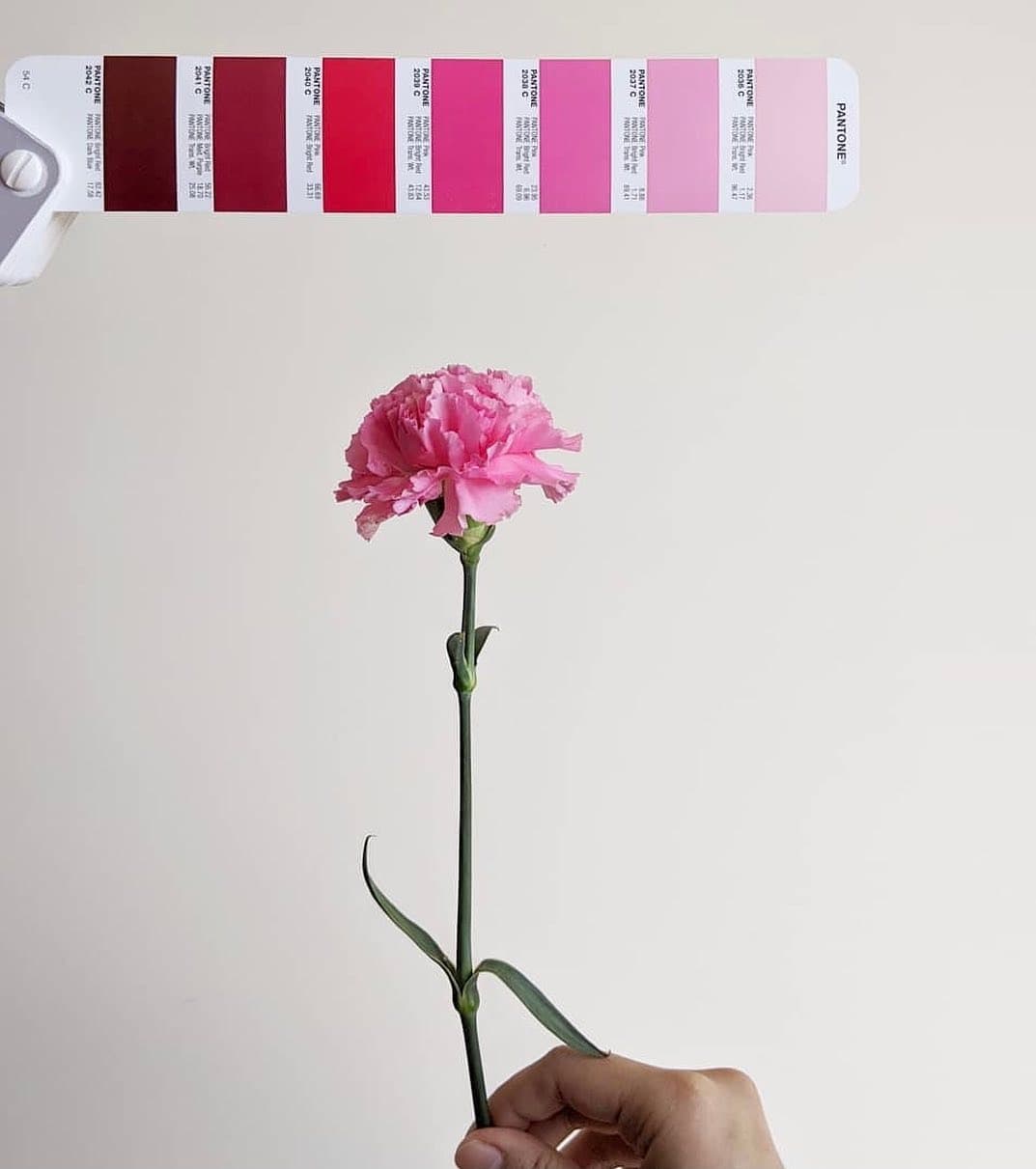 2026年度代表色出爐:PANTONE雲上舞白,一抹溫柔的寧靜宣言